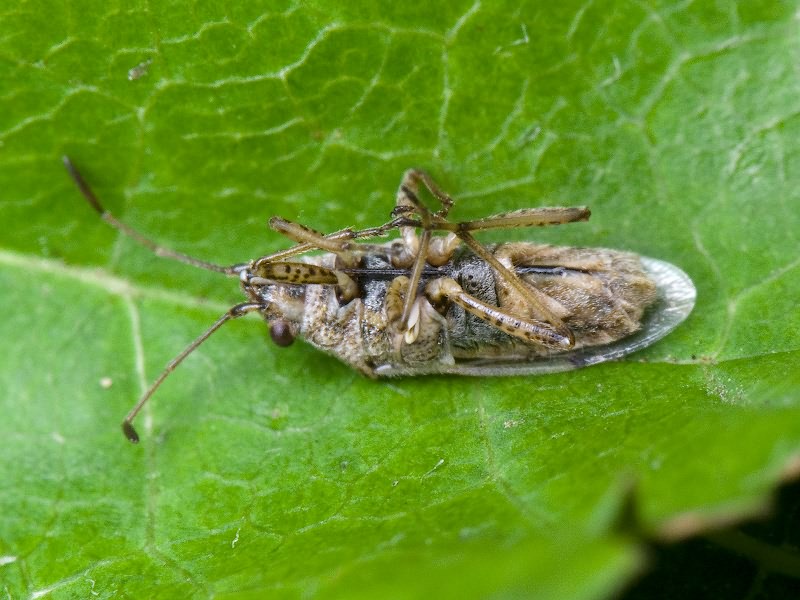 Nysius cymoides (Spinola, 1837)